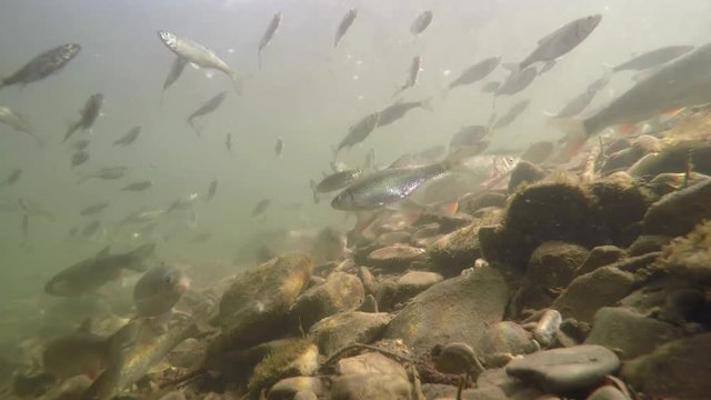 Underwater video from nice river habitat. Swimming close up freshwater fishes Chub, Leuciscus cephalus, Nase Carp, Chondrostoma nasus, Riffle minnow, Alburnoides bipunctatus. Nice freshwater fishes in