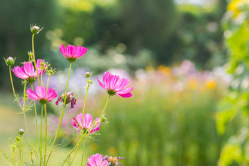 Fototapeta premium Pink cosmo flowers Morning sun