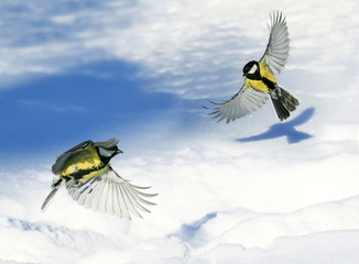 two cute beautiful Tits fluttering wide spread wings and feathers over white snow drifts in the Park