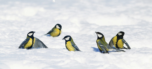 Naklejka premium lots of cute little beautiful Tits gathered on white snow drifts in the Park and have fun chatting and arguing