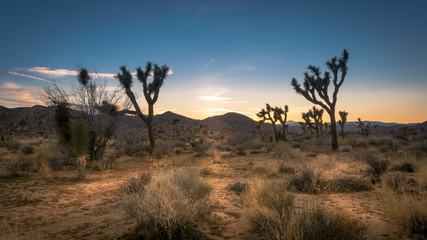 Fototapeta na wymiar Sunset on the desert landscape in Joshua Tree National Park, California