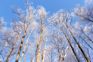 Hoarfrost on the tops of trees.