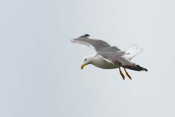 Seagull in Gibraltar