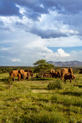 Herd of elephants in the african savannah