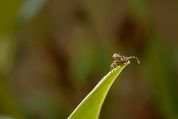 Spider on leaf