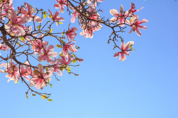 Beautiful blooming magnolia tree branches on blue sky