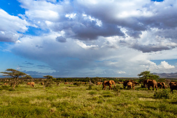 Herd of elephants in the african savannah