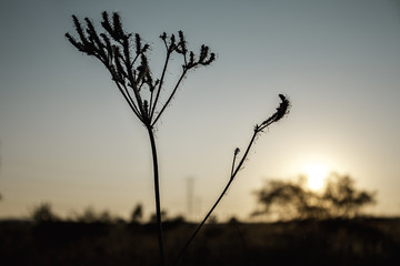 Sunrise Silhouette