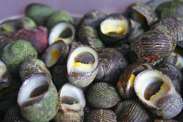 Many deep sea shell on background