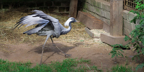 Grey grous anthropoides running on farm with wide open wings