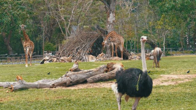 Ostrich walks around the lawn at Zoo. Thailand. African Savannah.