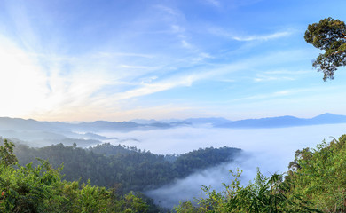 Fototapeta na wymiar morning fog in dense tropical rainforest, kaeng krachan, thailand
