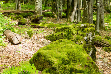 Boulders covered with green moss on the mountainside