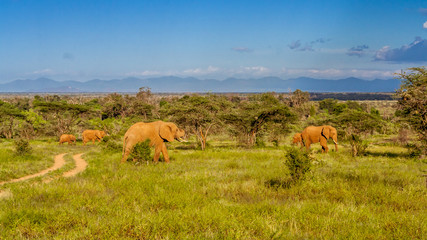 Herd of elephants in the african savannah