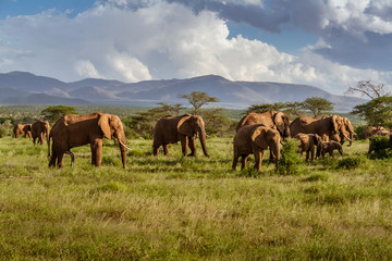 Herd of elephants in the african savannah - obrazy, fototapety, plakaty