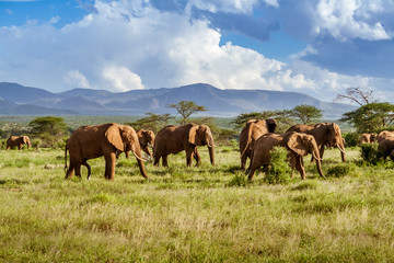 Herd of elephants in the african savannah - obrazy, fototapety, plakaty