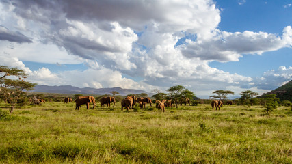 Herd of elephants in the african savannah