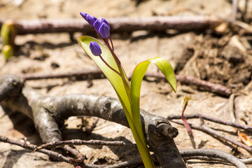 the first flowers bloom on a warm spring day