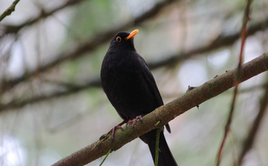 beautiful black bird on tree branch