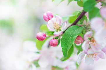 Spring background with white and blossom flowers