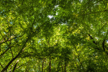 Fototapeta na wymiar Bright sunlight shines through the green forest trees
