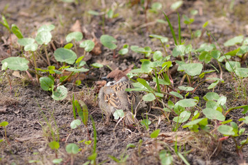 sparrow in the spring