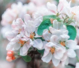 Spring background with white and blossom flowers