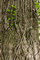 creeper plant growing around tree