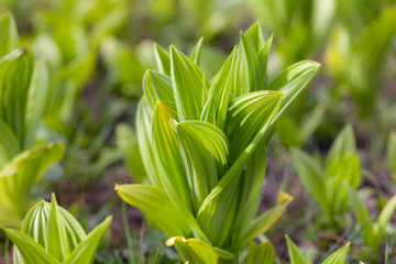 green leaves of flower sprouts