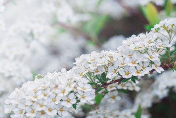 White cherry flowers. Spring background for design