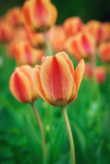 Fototapeta premium Beautiful flower spring and summer background with red tulips
