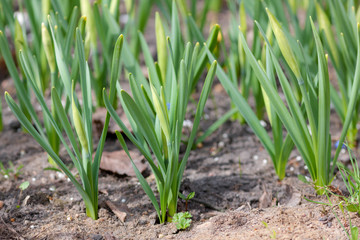 Obraz premium flower sprouts in spring