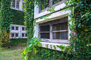 White window in house covered with green ivy