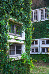 Fototapeta na wymiar White window in house covered with green ivy