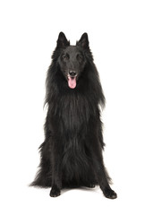 Pretty long haired black belgian shepherd dog called groenendaeler sitting and looking at the...
