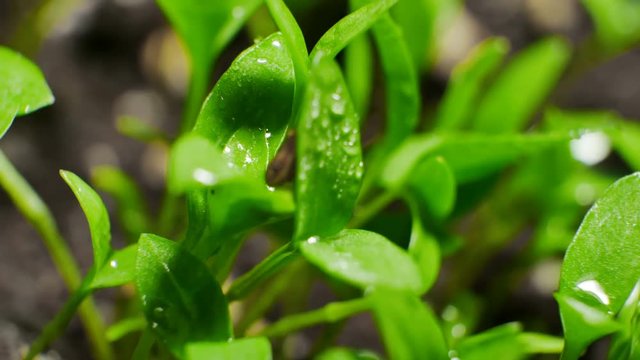 Salad sprouts. Smooth rotation.