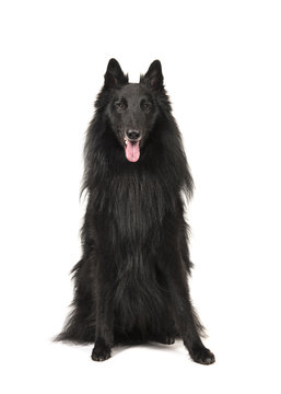 Pretty long haired black belgian shepherd dog called groenendaeler sitting and looking at the camaera isolated on a white background