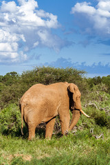 Fototapeta na wymiar Single adult elephant in bush