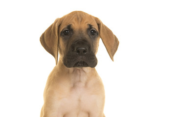 Portrait of a great dane puppy looking at the camera on a white background