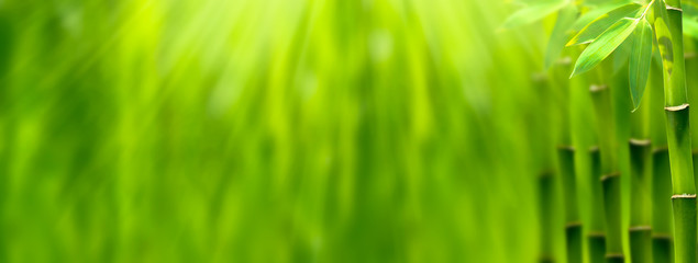 bambus im sonnenschein panorama mit textfreiraum