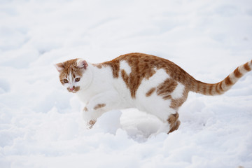 Winter cat