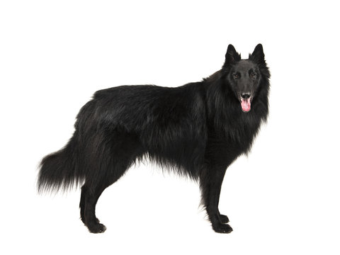 Pretty long haired black belgian shepherd dog called groenendaeler seen from the side standing, looking at the camaera isolated on a white background