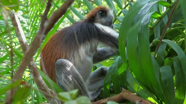 Red Colobus Monkey (Procolobus kirkii) in Jozani Forest on island of Zanzibar, Tanzania, Africa. Close up of feeding on leaves and fruits.