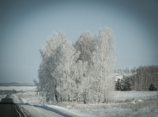 Snow-covered birches in a field near the road