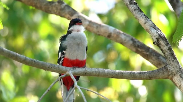 Close up of a Cuban trogon bird.