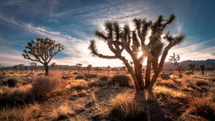 Sunset on the desert landscape in Joshua Tree National Park, California - Powered by Adobe