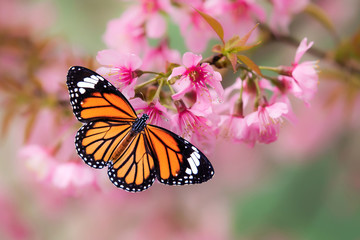 Butterfly on Pink cherry blossom on the rainy day