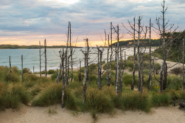 Sunset, sand dunes and dead trees with Llanddwyn island in the distance. At Ynys Llanddwyn on Anglesey, North Wales.