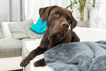 cute labrador lying in a living room