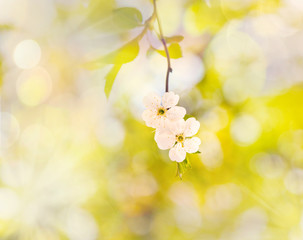 Cherry blossom twig